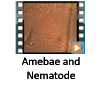 Ameboe and Nematode Video